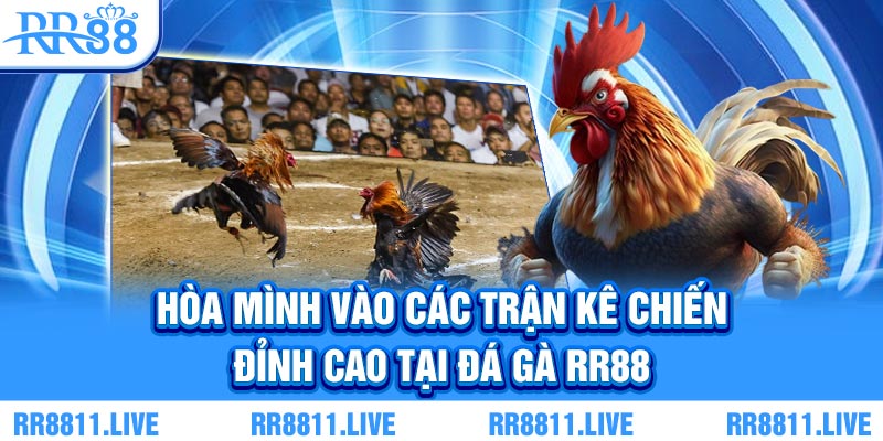 Hòa mình vào các trận kê chiến đỉnh cao tại đá gà RR88